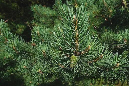 奇异的一味药除百病的神药——松针(图1) 奇异的一味药除百病的神药——松针(图1)