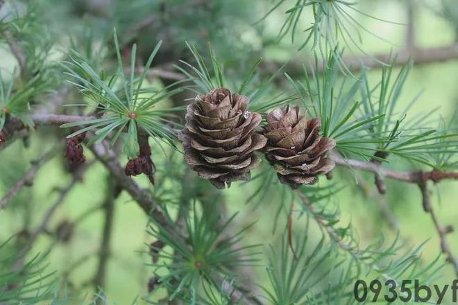 奇异的一味药除百病的神药——松针(图7) 奇异的一味药除百病的神药——松针(图7)