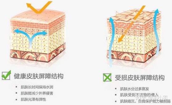 脚部皮肤修复屏障(图1) 脚部皮肤修复屏障