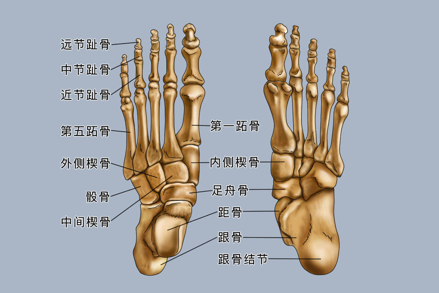 脚痒开裂发病原因(图1) 脚痒开裂发病原因