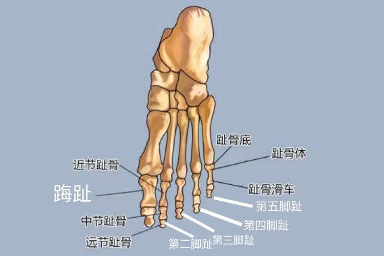 脚趾缝糜烂快速恢复