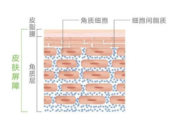 脚部水疱角质层过度水合(图1) 脚部水疱角质层过度水合