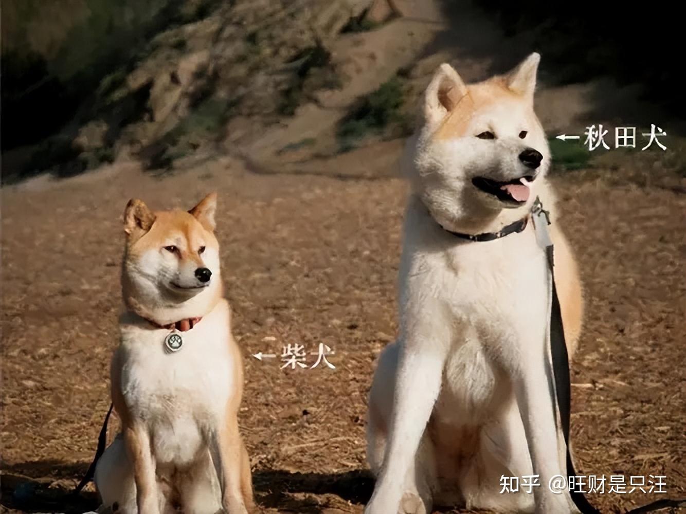 鳞屑脚气表皮干裂脱屑